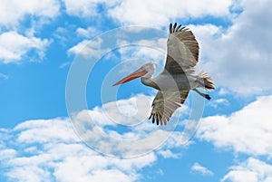 Dalmatian pelican in flight