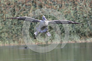 The Dalmatian pelican in flight