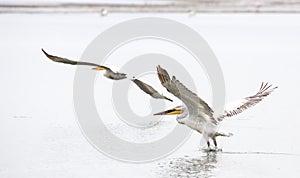 Dalmatian Pelican in Flight (Pelecanus crispus)