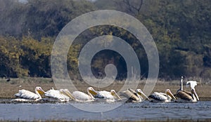 Dalmatian Pelican floating in river