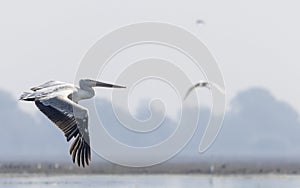 Dalmatian Pelican floating in river