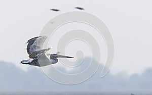 Dalmatian Pelican floating in river