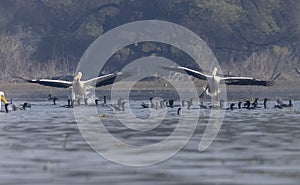 Dalmatian Pelican floating in river