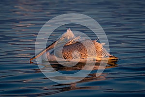 Dalmatian pelican floats resting bill on neck