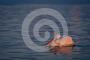Dalmatian pelican floats resting head on body