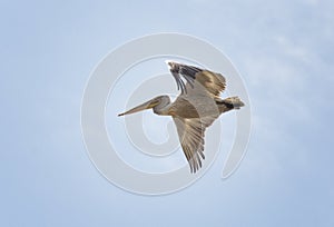 Dalmatian pelican flying against  blue sky