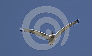 Dalmatian Pelican, Greece