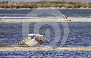 Dalmatian Pelican Harassed by Yellow-legged Gull