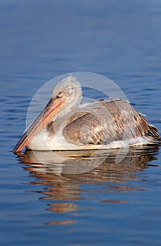 Dalmatian pelican immature