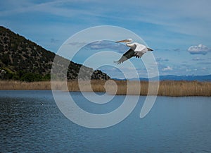 Dalmatian Pelican on Lake Prespa, Greece