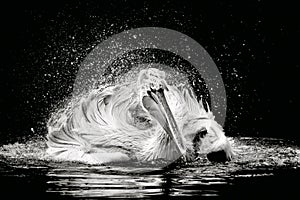 Dalmatian Pelican in a lake