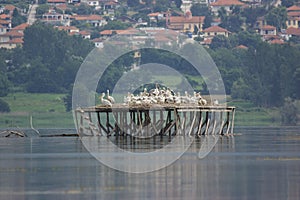 Dalmatian Pelican nesting on Lake Kerkini photo