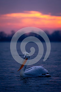 Dalmatian pelican paddles across lake in profile