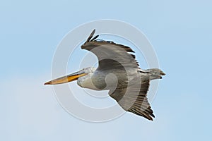 Dalmatian Pelican - Pelecanus crisps in flight