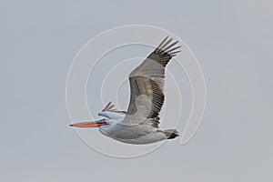 Dalmatian Pelican - Pelecanus crisps in flight