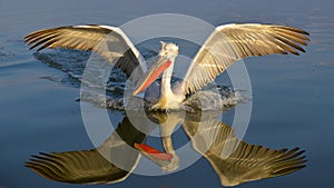 Dalmatian Pelican & x28;Pelecanus crispus& x29;