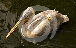 Dalmatian pelican Pelecanus crispus