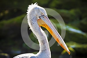 Dalmatian pelican Pelecanus crispus