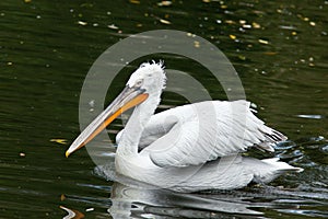 Dalmatian pelican, Pelecanus crispus photo