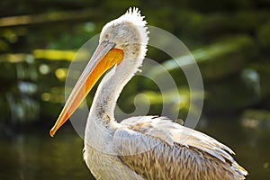 Dalmatian pelican Pelecanus crispus