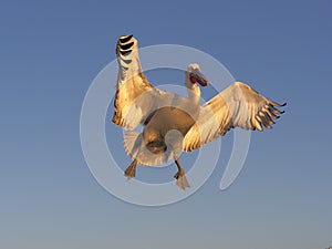 Dalmatian pelican, Pelecanus crispus