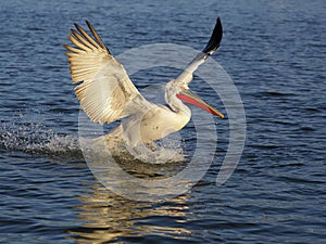 Dalmatian pelican, Pelecanus crispus