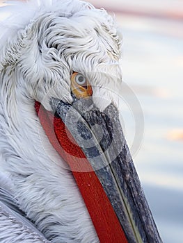 Dalmatian pelican, Pelecanus crispus