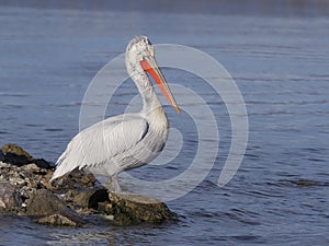 Dalmatian pelican, Pelecanus crispus