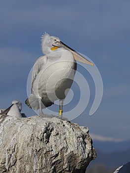 Dalmatian pelican, Pelecanus crispus