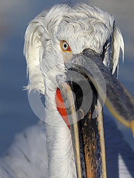 Dalmatian pelican, Pelecanus crispus