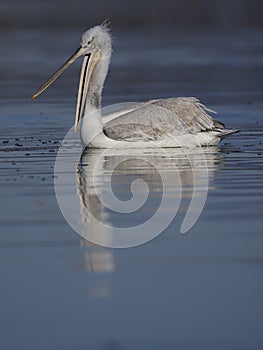 Dalmatian pelican, Pelecanus crispus