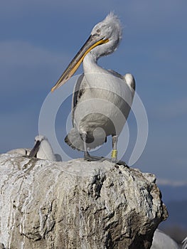 Dalmatian pelican, Pelecanus crispus