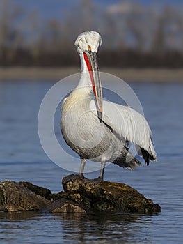 Dalmatian pelican, Pelecanus crispus