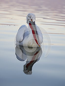 Dalmatian pelican, Pelecanus crispus