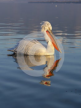 Dalmatian pelican, Pelecanus crispus