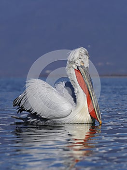 Dalmatian pelican, Pelecanus crispus