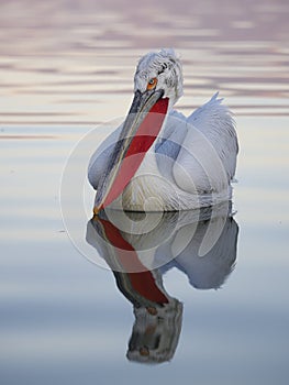 Dalmatian pelican, Pelecanus crispus