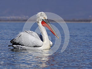 Dalmatian pelican, Pelecanus crispus