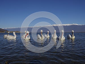 Dalmatian pelican, Pelecanus crispus