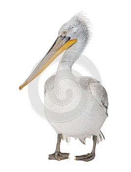 Dalmatian Pelican - Pelecanus crispus(18 months)