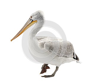 Dalmatian Pelican - Pelecanus crispus(18 months) photo