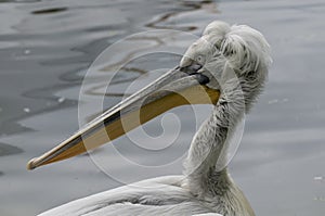 Dalmatian Pelican (Pelecanus crispus)