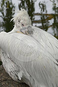 Dalmatian Pelican (Pelecanus crispus)