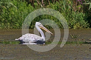 Dalmatian Pelican (Pelecanus crispus)