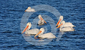 Dalmatian Pelican - Pelecanus crispus