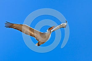 Dalmatian Pelican (Pelecanus crispus)