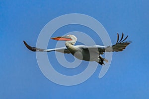 Dalmatian Pelican (Pelecanus crispus)