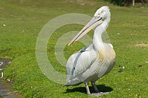 Dalmatian pelican (Pelecanus crispus)