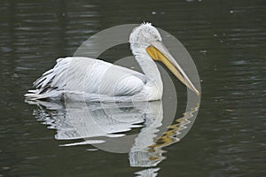 Dalmatian pelican, Pelecanus crispus