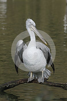 Dalmatian pelican, Pelecanus crispus